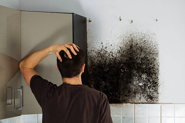 Mold Odor Removal Services in Fair Haven, NY